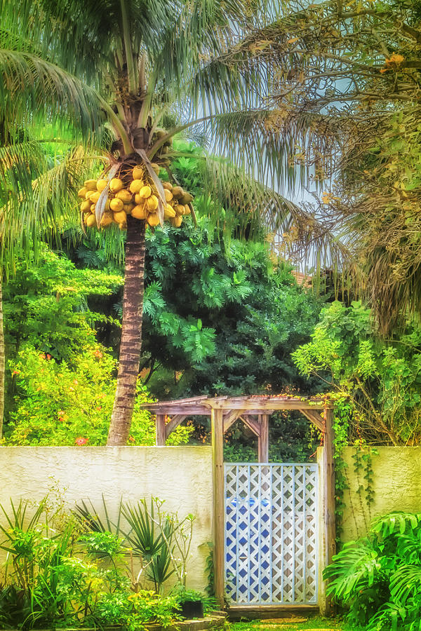Coconut palm tropical gateway Photograph by Sylvia J Zarco