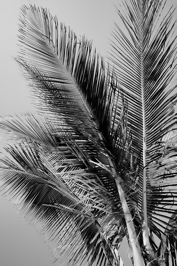 Coconut Palm View Photograph by Allan Van Gasbeck