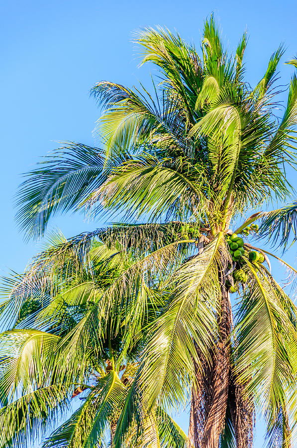 Coconut Palms - Philippines Photograph by Colin Utz - Fine Art America