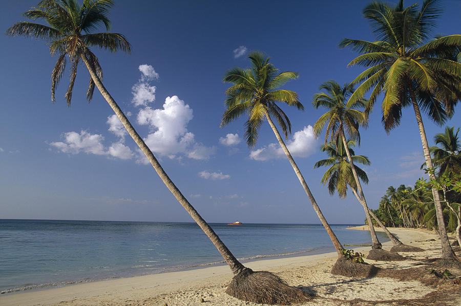 Coconut Palms And Beach Dominican Photograph by Konrad Wothe