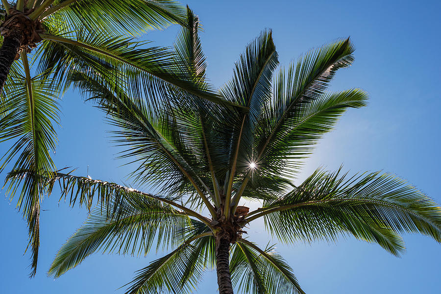 Coconut Palms Backlit By The Sunlight Photograph by Robert L. Potts