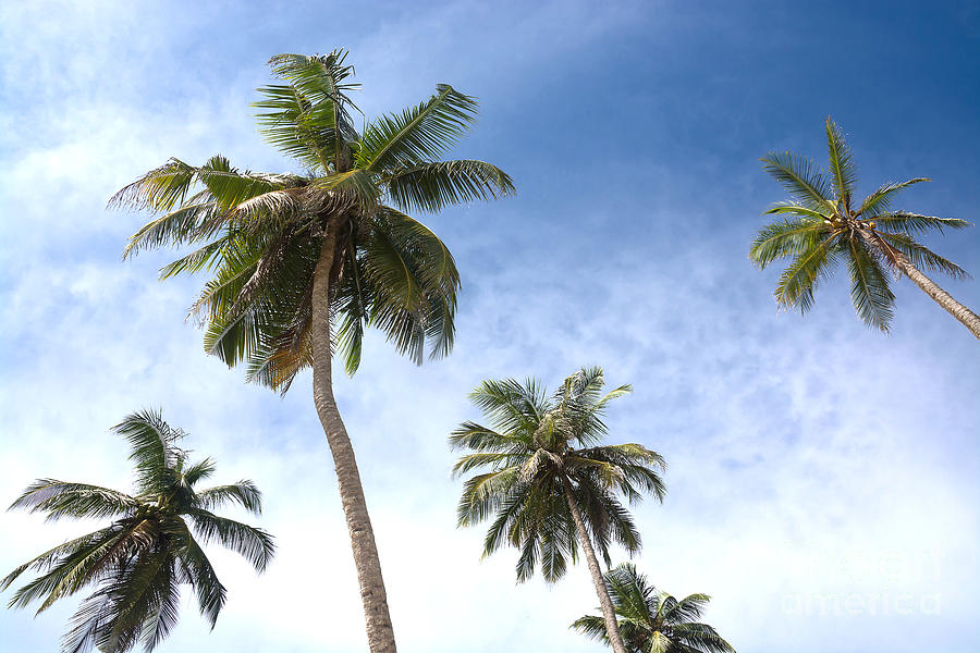 Nature Photograph - Coconut palms by Ingela Christina Rahm
