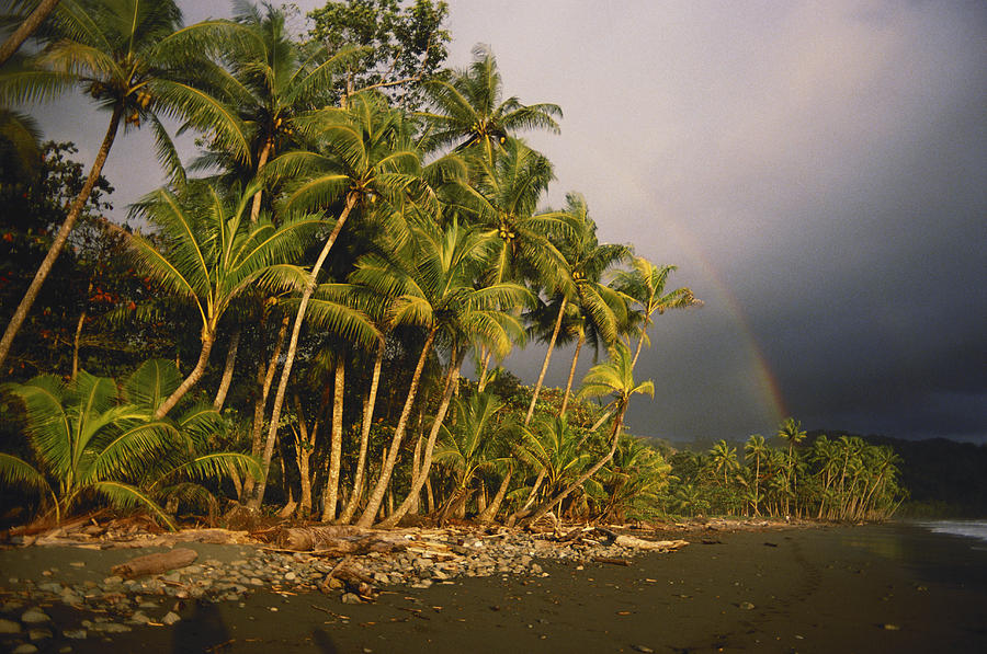 Coconut Palms Photograph by Gary Retherford