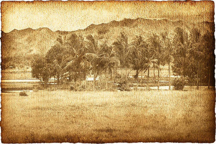 Landscape Photograph - Coconut Palms In Valley by Skip Nall