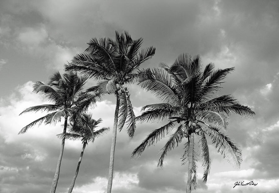 Coconut Palms Photograph by John Vincent Palozzi