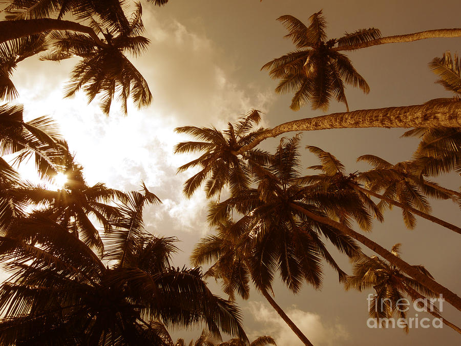 Coconut Palms Photograph by Mini Arora
