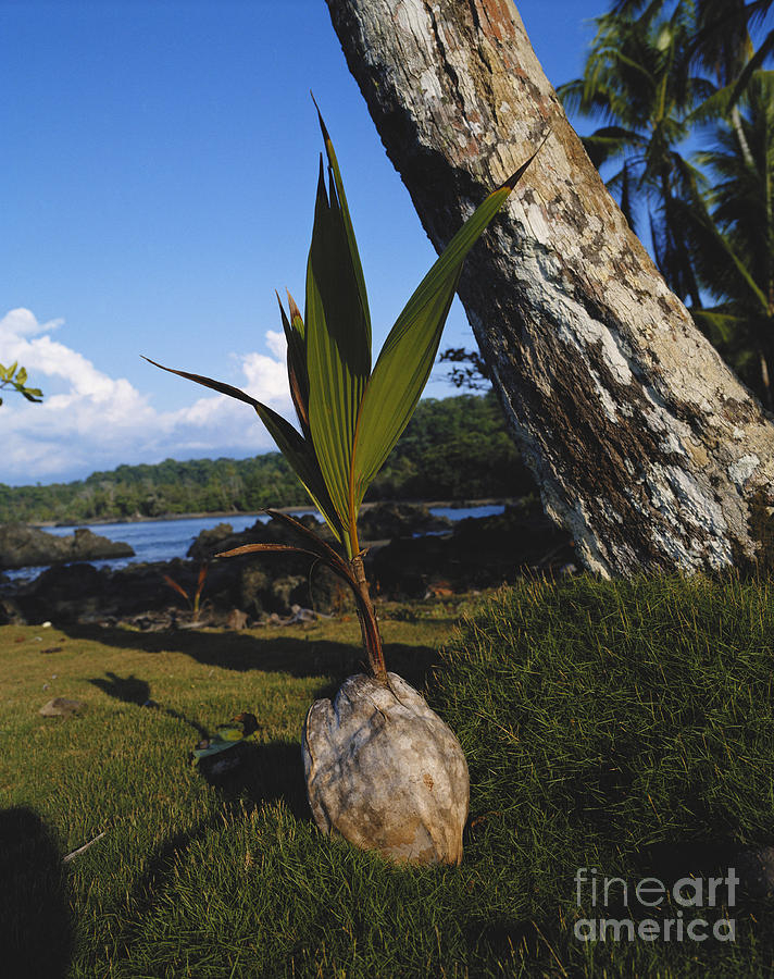 Coconut Photograph - Coconut Seedling by Hans Reinhard/Okapia