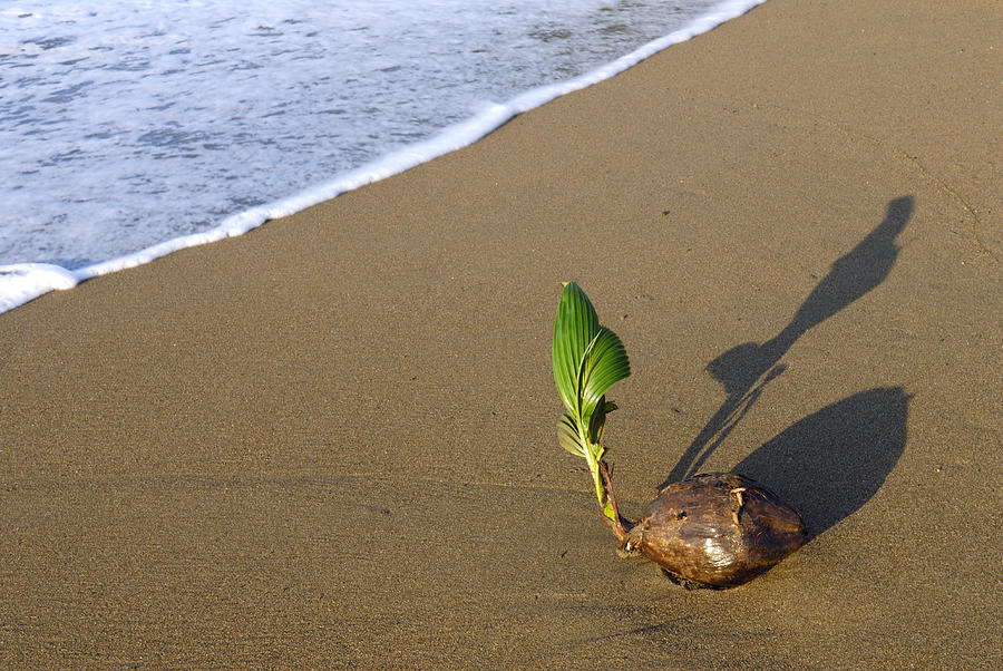 Coconut Sprouting Photograph by Martin Shields