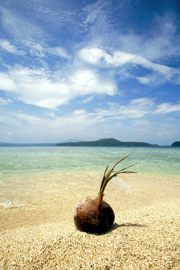 Coconut Sprouting On A Beach Photograph by F. Stuart Westmorland