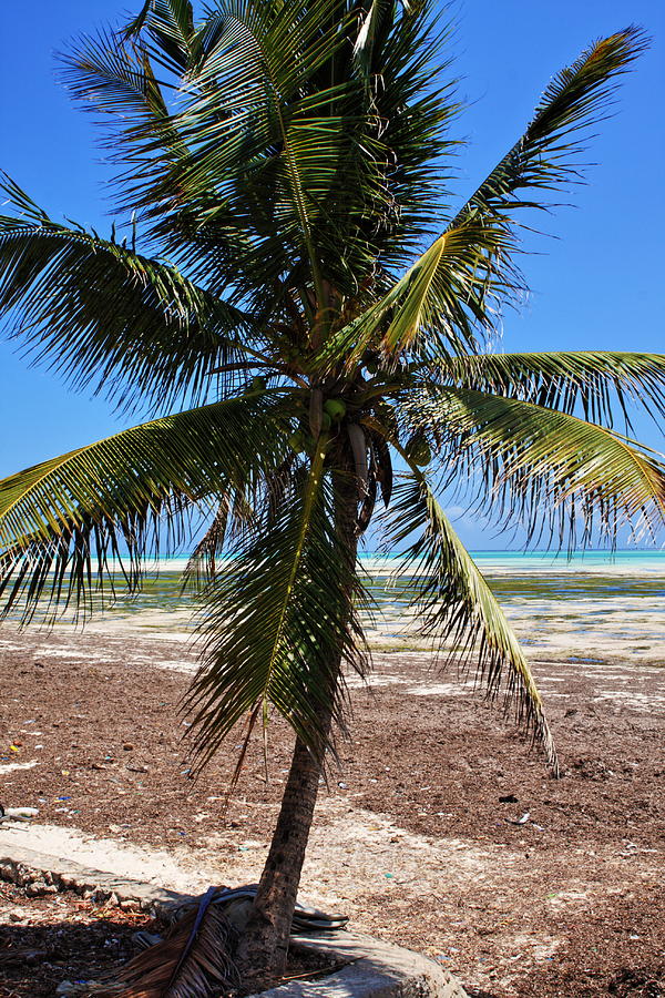 Coconut Tree Photograph by Aidan Moran