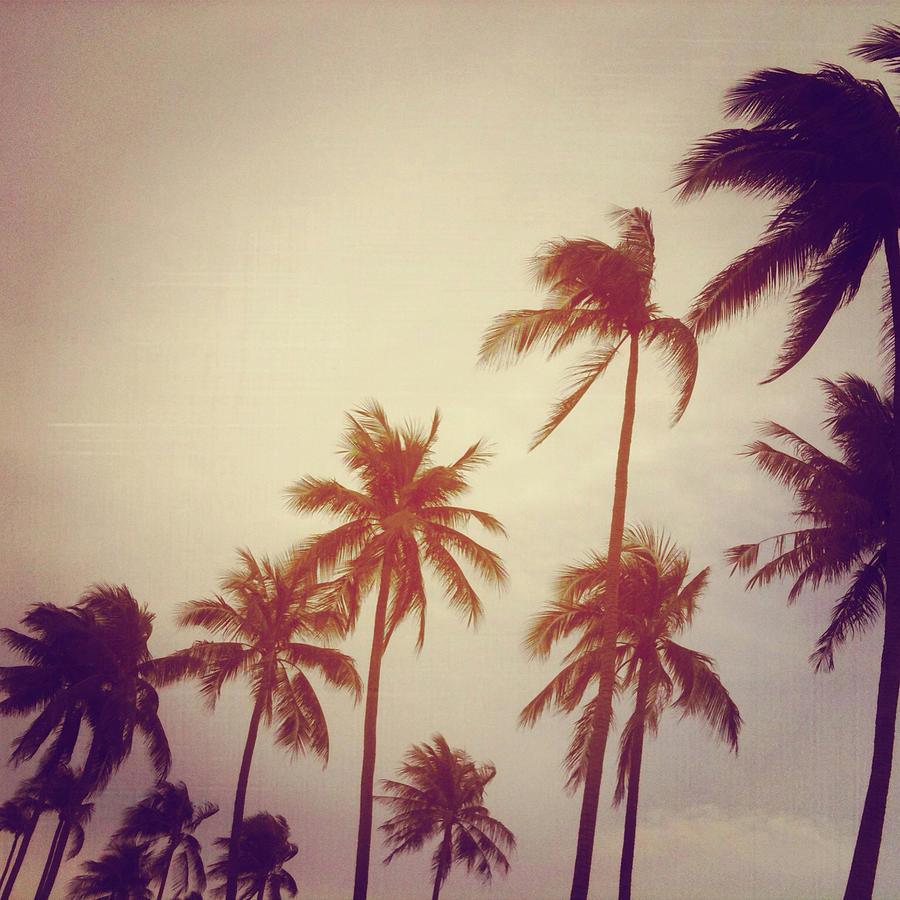 Coconut Tree Palms Photograph by Lasse Kristensen
