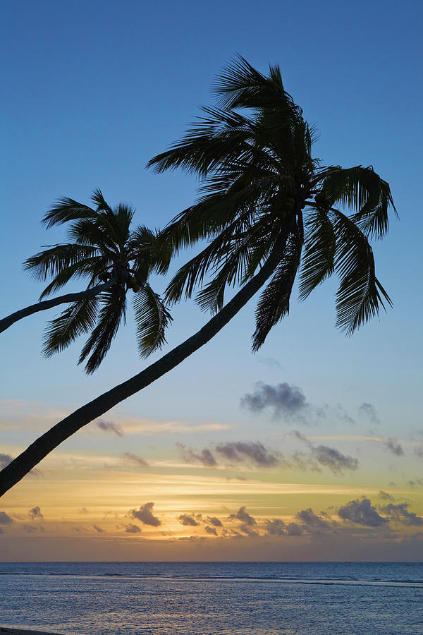 Coconut Tree Silhouette On Haatafu Photograph by John W Banagan