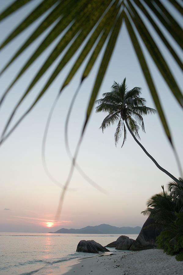Coconut Tree Sunset Silhouette At Pte Photograph by Holger Leue