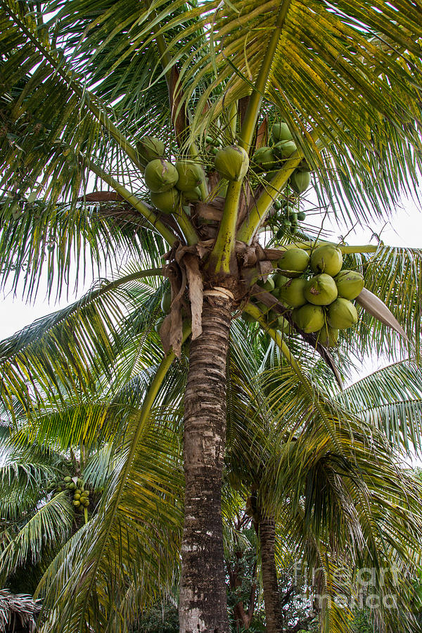 Coconut Tree Photograph by Suzanne Luft