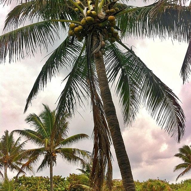 Coconut Trees At Palm Beach Florida Photograph by Gencay Emin