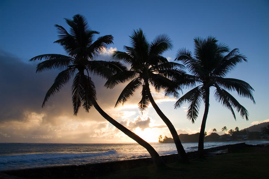Coconut Trees At Sunrise, Oahu, Hawaii Photograph by Craig K. Lorenz