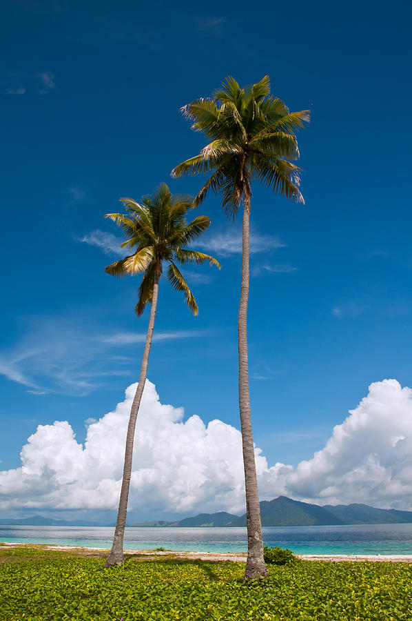 Coconut Trees Photograph By Kim Pin Tan   Coconut Trees Kim Pin Tan 