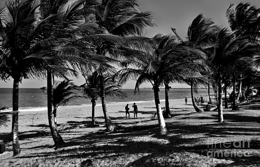 Coconut Trees on a Typical Bahia Beach Photograph by Carlos Alkmin