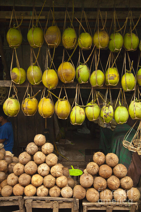 Coconuts for Sale Photograph by Craig Lovell