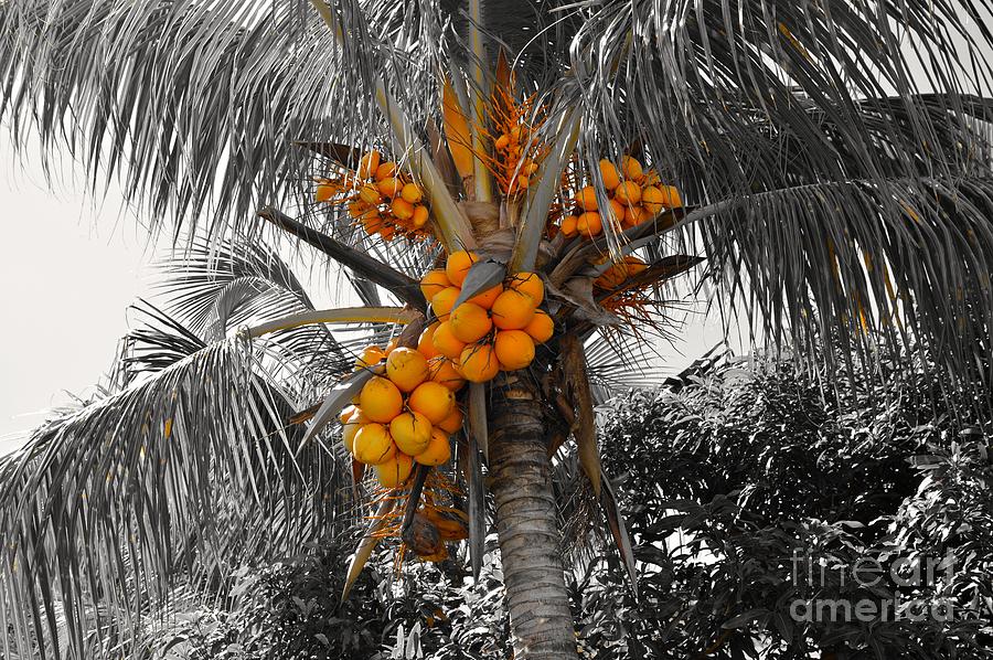 Coconuts Photograph by Laura Forde