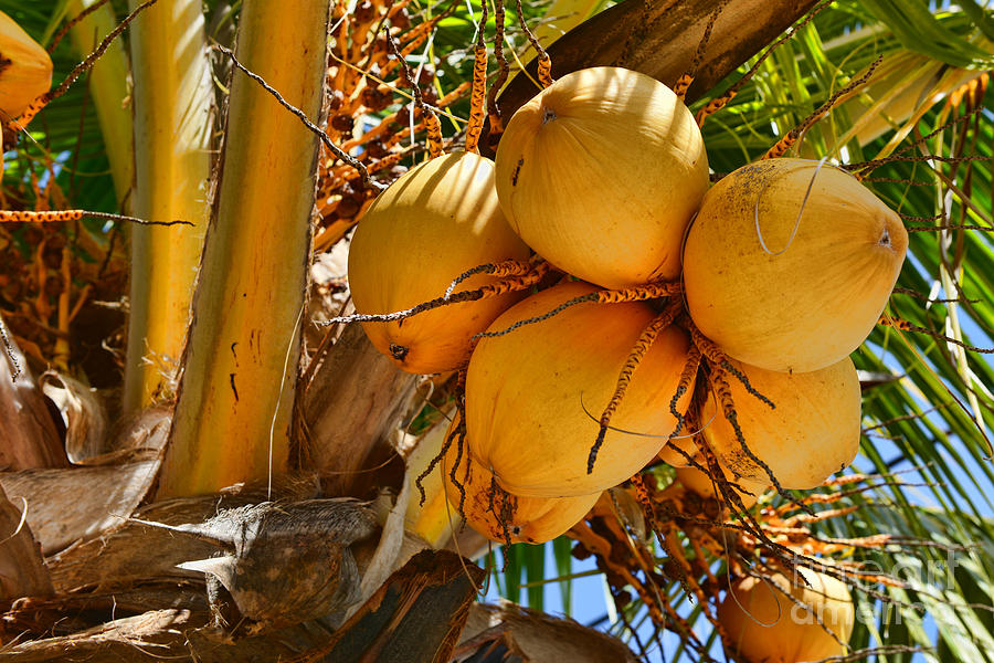 Coconuts Photograph by Olga Hamilton