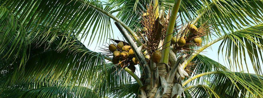 Nature Photograph - Coconuts On A Palm Tree, Varadero by Panoramic Images