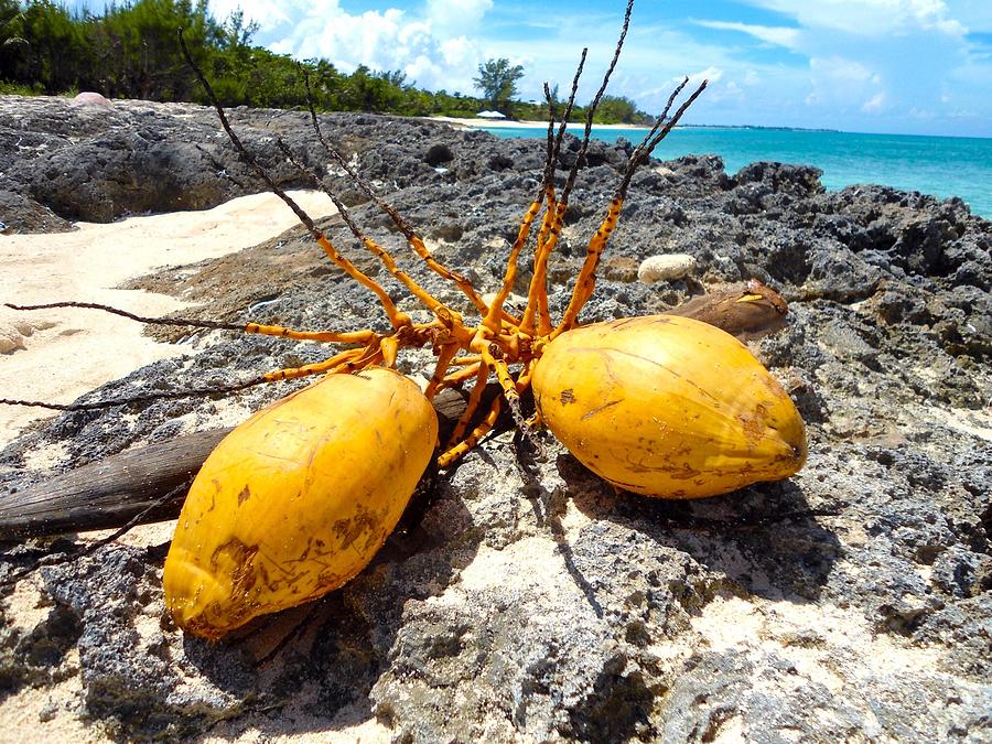 Coconuts on the beach Photograph by Katerina Kovatcheva