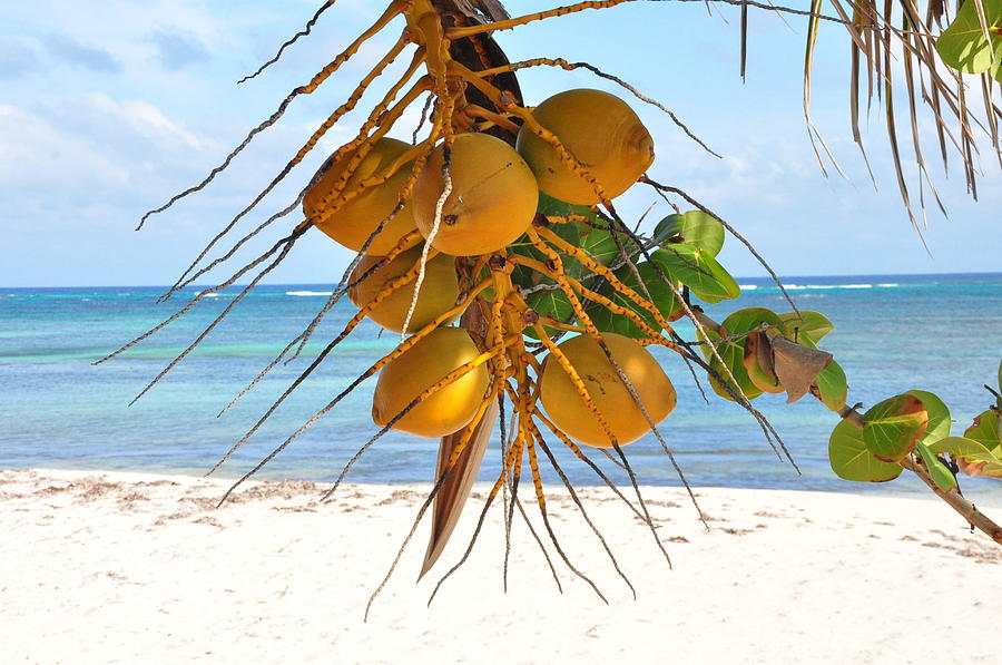 Coconuts on the Beach Photograph by Shirley Cartwright - Pixels