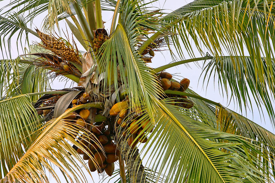 Coconuts on the Tree Photograph by Linda Phelps - Fine Art America