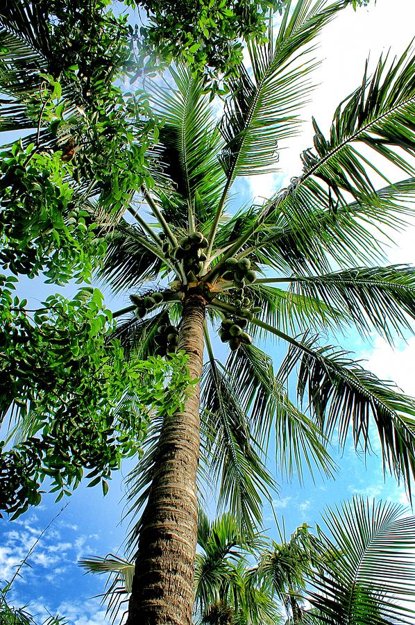 Summer Photograph - Coconuts by Tufael Ahad