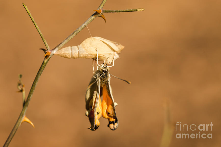 Butterfly Photograph - Cocoon Large Salmon Arab Colotis fausta  by Alon Meir