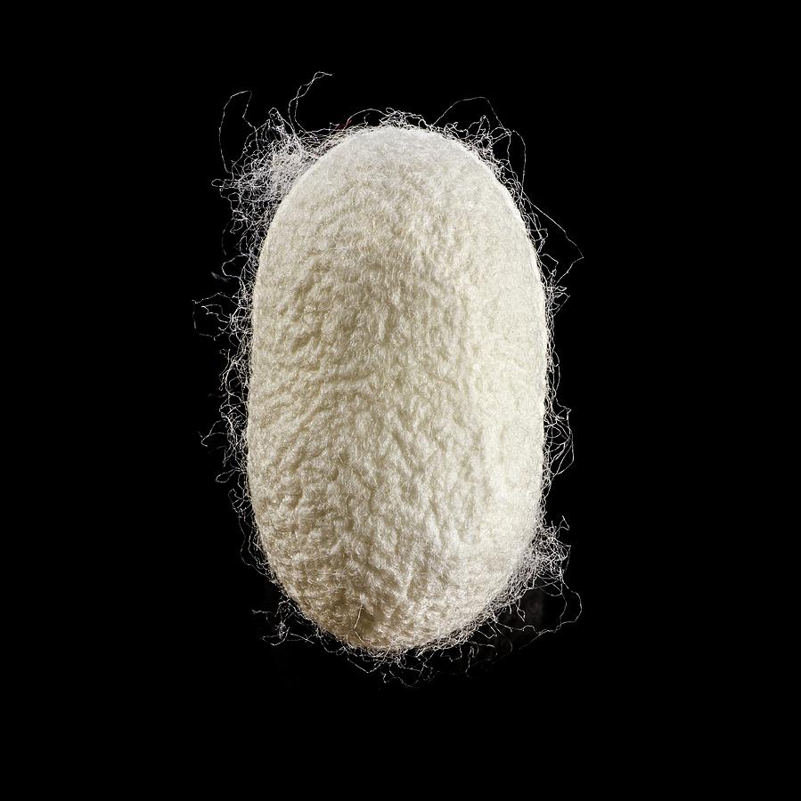 Cocoon Of Silk by Science Photo Library