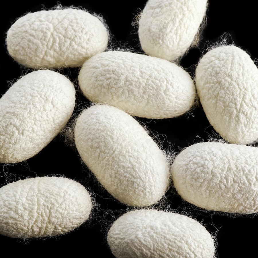 Cocoons Of Silk Photograph by Science Photo Library - Pixels