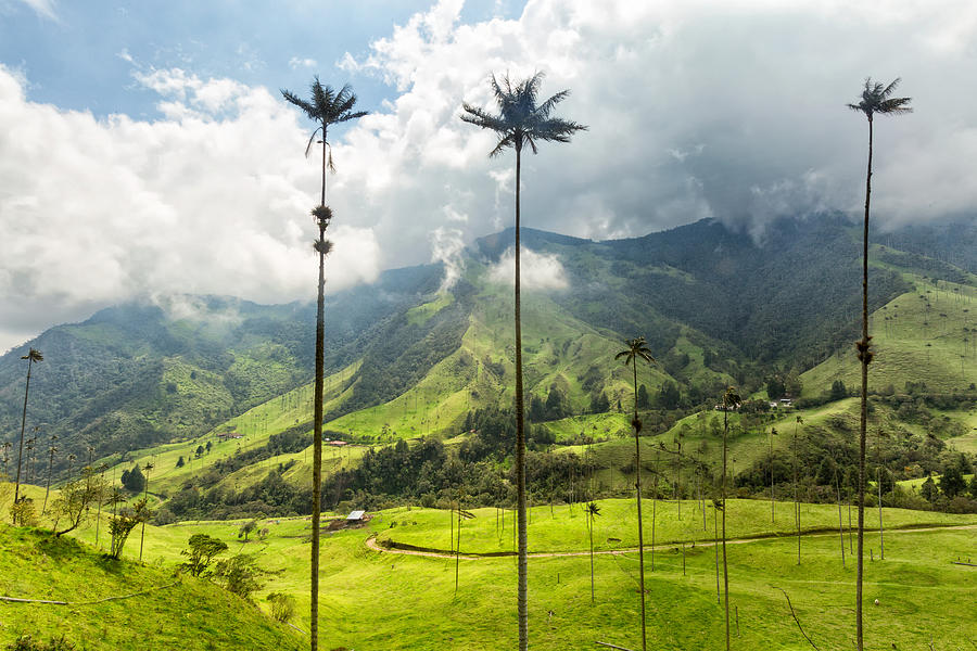 Cocora Valley Photograph by Danaan Andrew Cocora Valley Photograph by Danaan Andrew