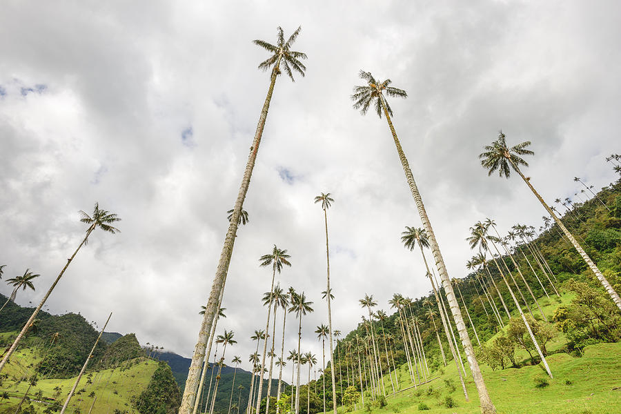 Cocora Valley Trees Photograph by John Crux Photography