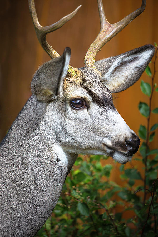Deer Photograph - Cody, Wyoming Close-up Of A Mule Deer by Janet Muir