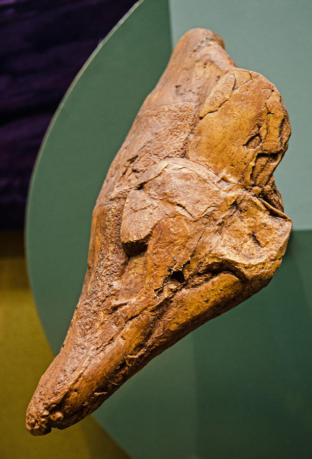 Coelacanth Skull Fossil Photograph by Millard H. Sharp