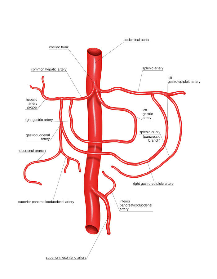 abdominal aorta celiac trunk