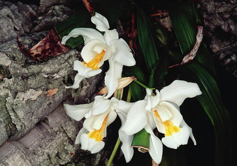 Coelogyne Cristata Epiphytic Orchid Photograph by Michael R Chandler