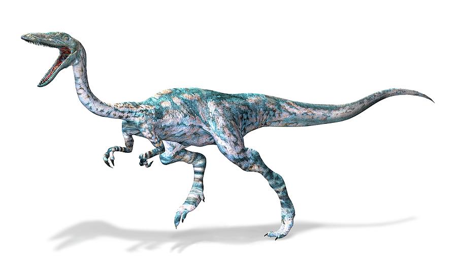Coelophysis Dinosaur, Artwork Digital Art by Leonello Calvetti