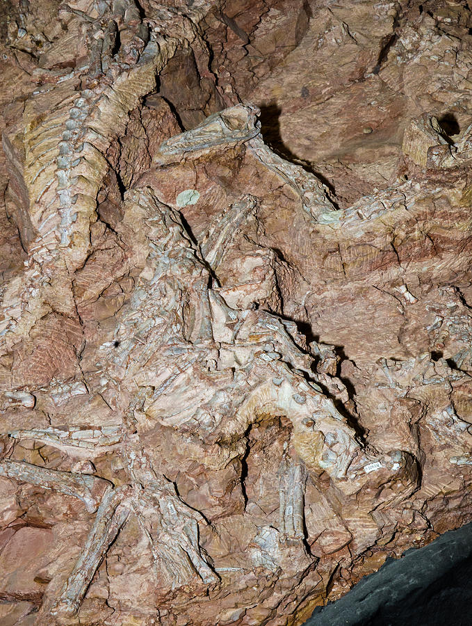 Coelophysis Dinosaur Fossils In Rock Photograph by Millard H. Sharp