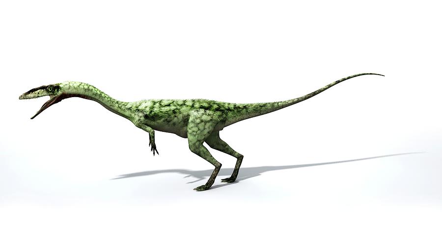 Coelophysis Dinosaur Photograph by Jose Antonio Penas/science Photo Library