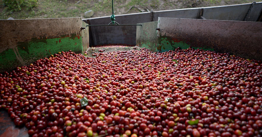 Coffe Cherries Photograph by Craig Incardone