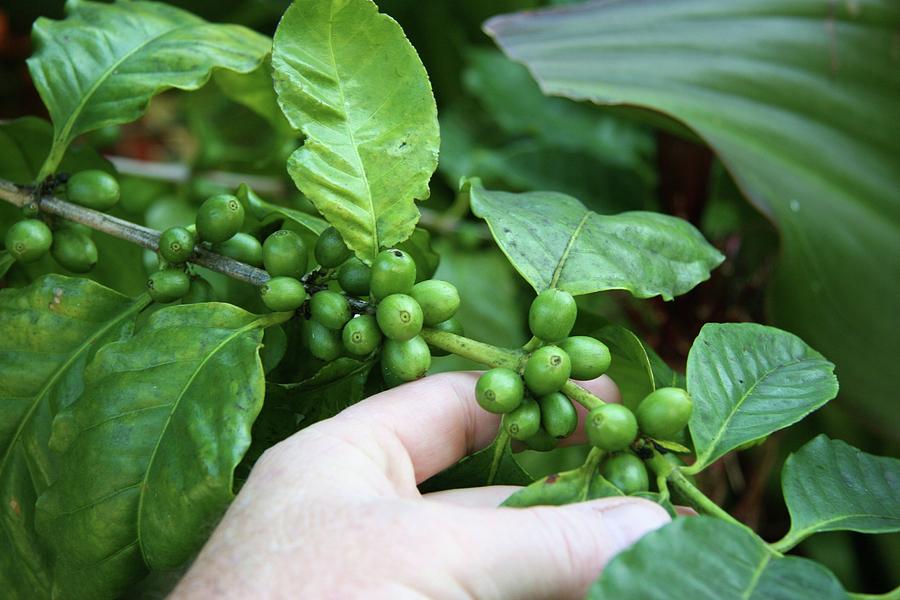 Coffee Arabica Fruit And Bean Ripening Photograph by Tropic 7 Images