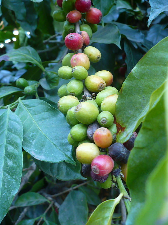 Coffee Bean Plant I Photograph by Nicki Bennett