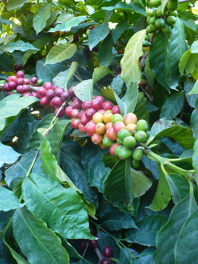 Coffee Bean Plant II Photograph by Nicki