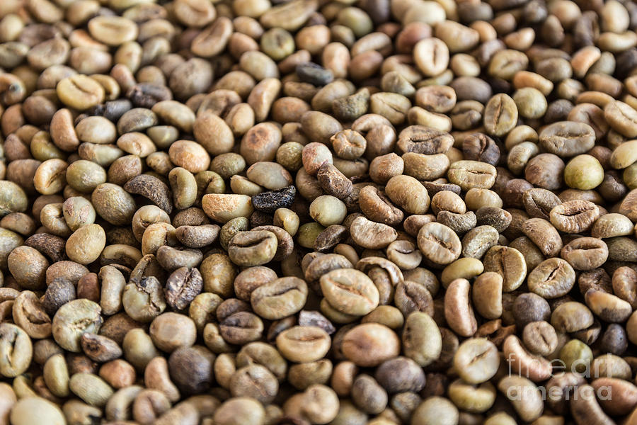 Coffee beans  Photograph by Tosporn Preede