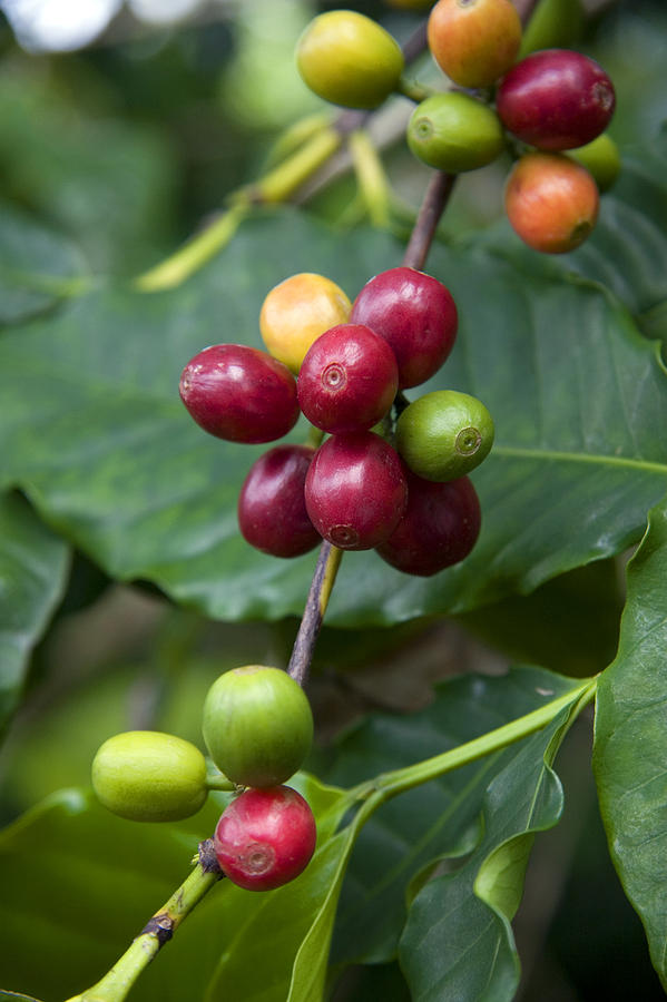 Coffee Berries Photograph by David R. Frazier