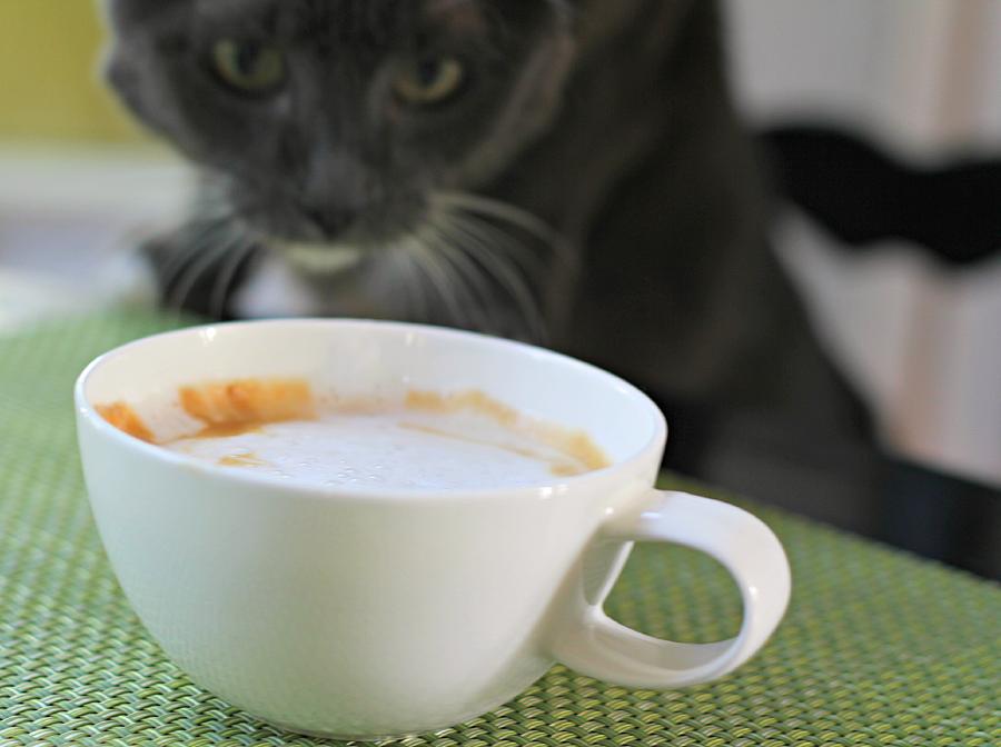 Coffee Cat Photograph by Steve Natale