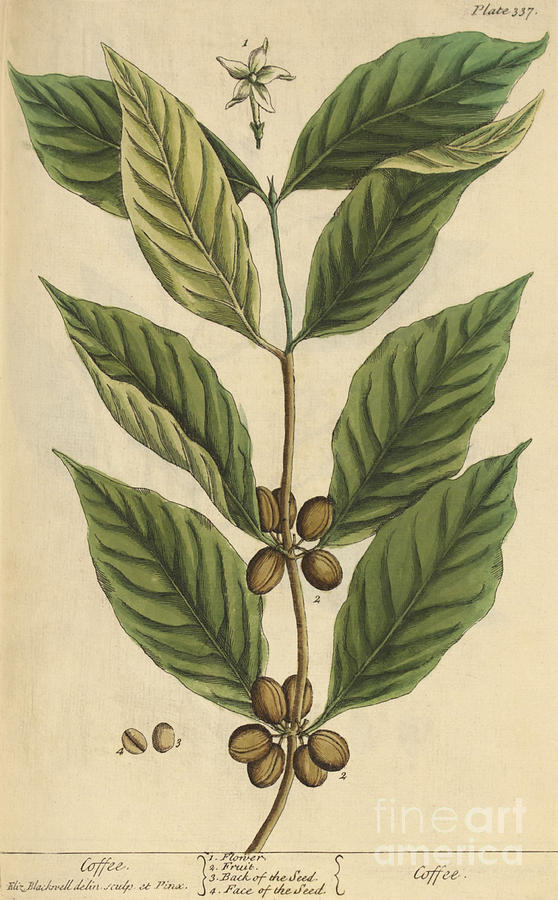 Coffee-Medicinal Plant-1737 Photograph by Science Source